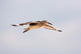 Image. Willet