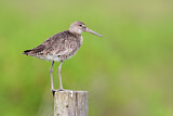 Image. Willet