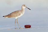 Image. Willet