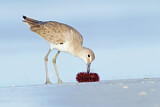 Image. Willet