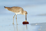 Image. Willet