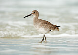 Image. Willet