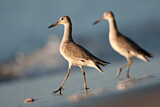 Image. Willet