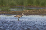 Image. Willet