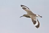 Image. Willet
