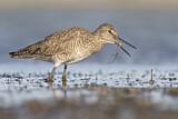 Image. Willet