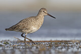 Image. Willet