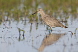 Image. Willet
