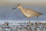 Image. Willet