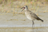 Image. Willet