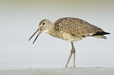 Image. Willet