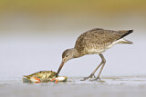 Image. Willet