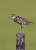 Image. Willet