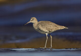 Image. Willet