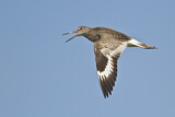 Image. Willet