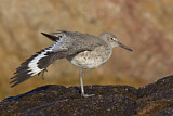 Image. Willet