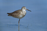 Image. Willet
