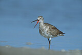 Image. Willet