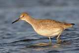 Image. Willet