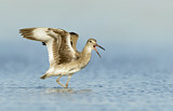 Image. Willet