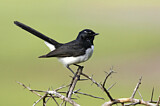 Image. Willie Wagtail