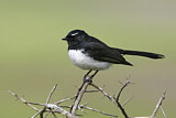 Image. Willie Wagtail