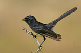 Image. Willie Wagtail