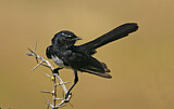 Image. Willie Wagtail
