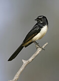 Image. Willie Wagtail