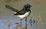 Image. Willie Wagtail