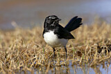 Image. Willie Wagtail