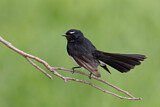Image. Willie Wagtail