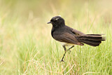 Image. Willie Wagtail