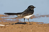 Image. Willie Wagtail