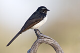Image. Willie Wagtail