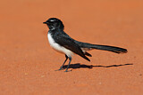 Image. Willie Wagtail