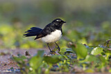 Image. Willie Wagtail