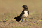 Image. Willie Wagtail