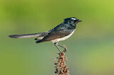 Image. Willie Wagtail