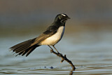 Image. Willie Wagtail