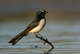 Image. Willie Wagtail