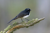 Image. Willie Wagtail