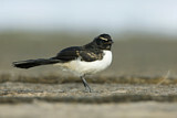 Image. Willie Wagtail
