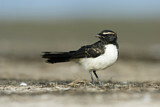 Image. Willie Wagtail