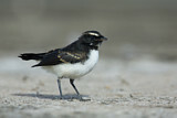 Image. Willie Wagtail