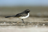 Image. Willie Wagtail