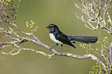 Image. Willie Wagtail