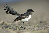 Image. Willie Wagtail