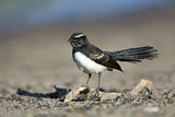 Image. Willie Wagtail