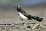 Image. Willie Wagtail